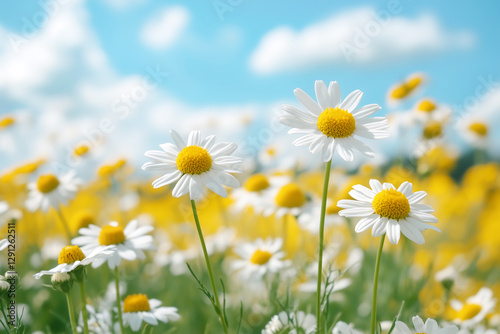 Golden Daisy Field in Warm Sunlight – Beautiful Summer Nature Landscape with White Flowers, perfect for nature photography, floral backgrounds, and summer themes.