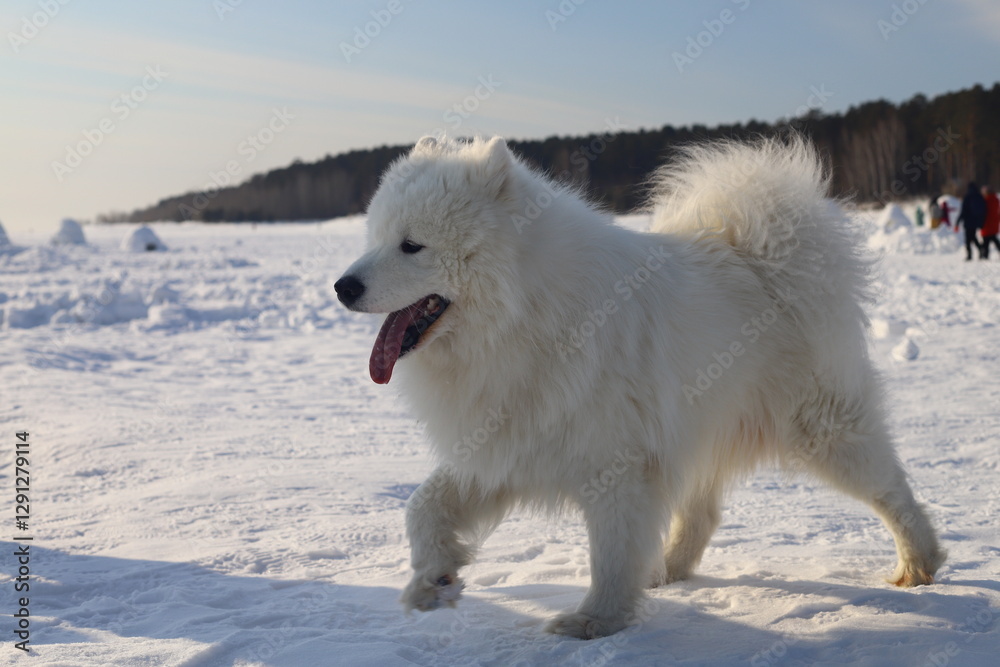 Samoyed dog walking on white snow in winter. Samoyed dog walking on white snow in winter.
