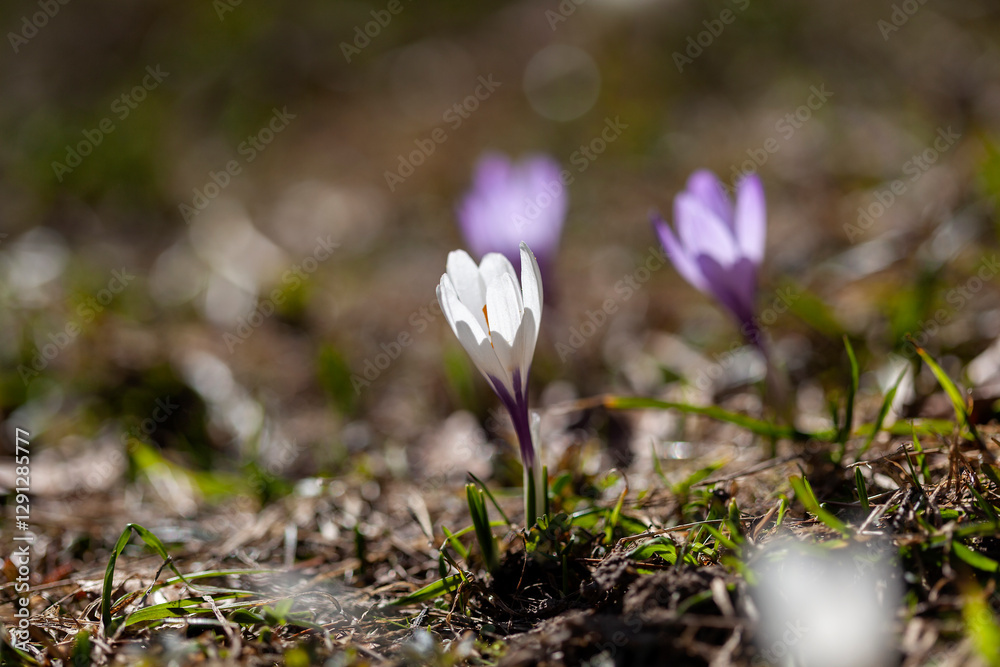 Crocus flowers on a meadow outside, springtime Crocus flowers on a meadow outside, springtime