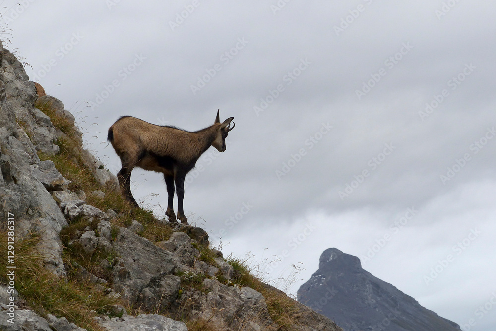 Chamois in the Karwendel Mountains in Austria Chamois in the Karwendel Mountains in Austria