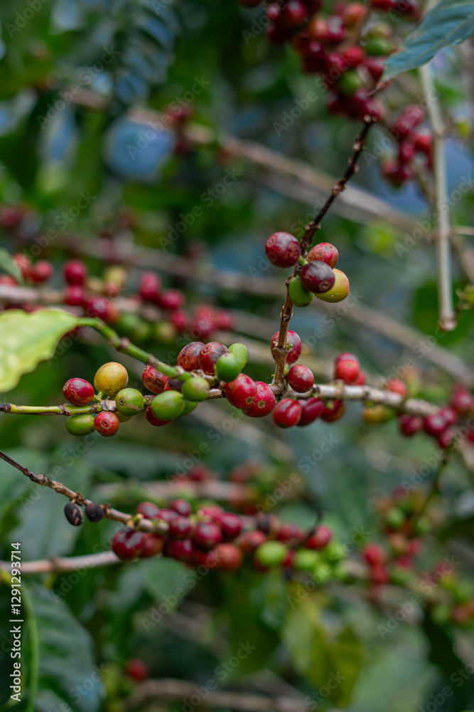 Granos de café en diferentes etapas de maduración en Costa Rica Granos de café en diferentes etapas de maduración en Costa Rica