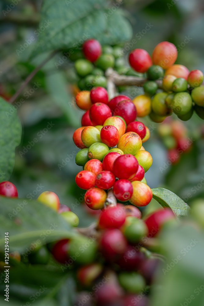 Fototapeta premium Granos de café en diferentes etapas de maduración en Costa Rica