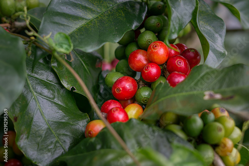 Wallpaper Mural Granos de café en diferentes etapas de maduración en Costa Rica Torontodigital.ca