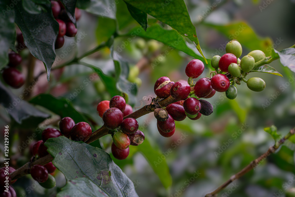 Granos de café en diferentes etapas de maduración en Costa Rica Granos de café en diferentes etapas de maduración en Costa Rica
