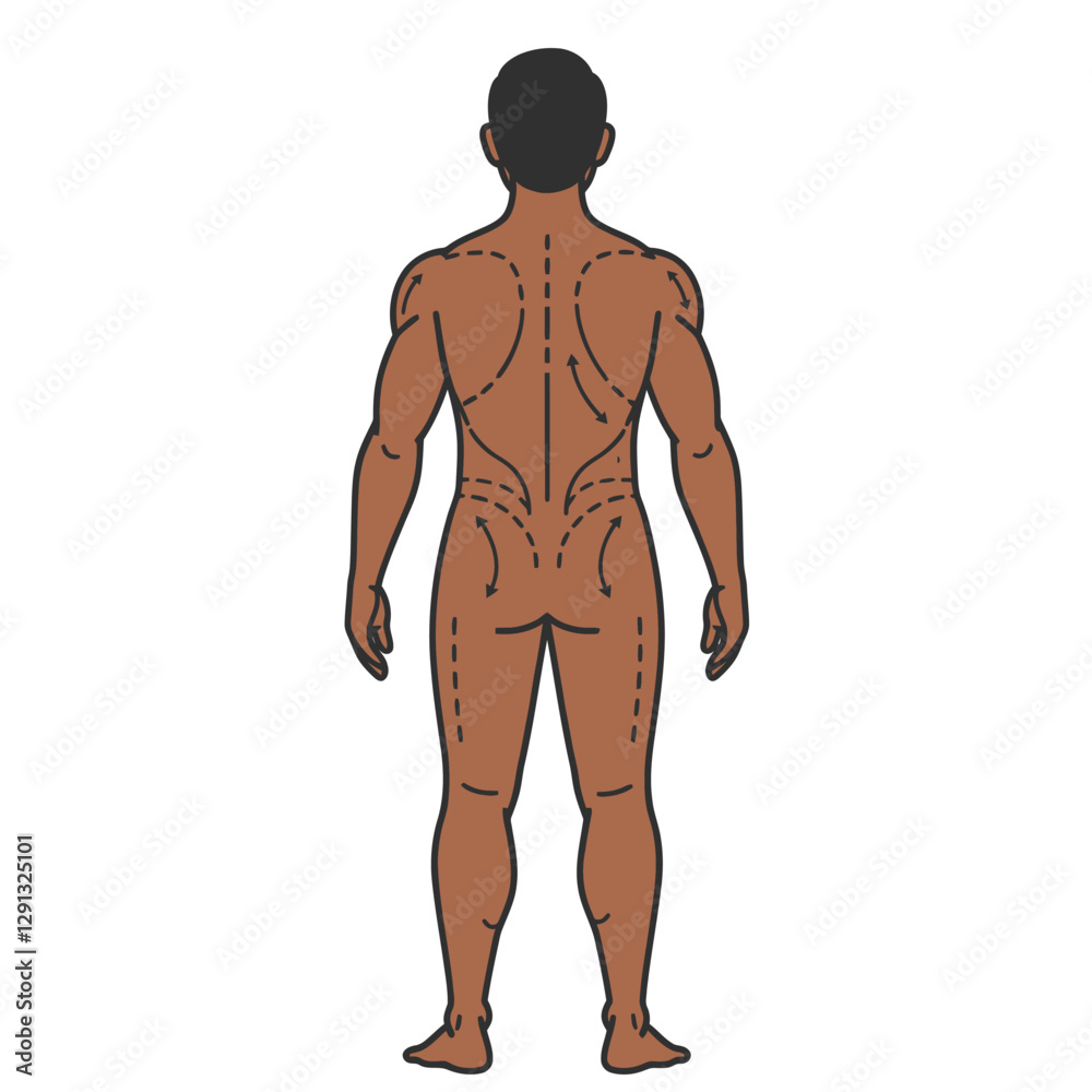 Body Mapping: An illustration showing a detailed outline of the human body, highlighting various points and lines related to a specific procedure, focusing on the physical form. Body Mapping: An illustration showing a detailed outline of the human body, highlighting various points and lines related to a specific procedure, focusing on the physical form.
