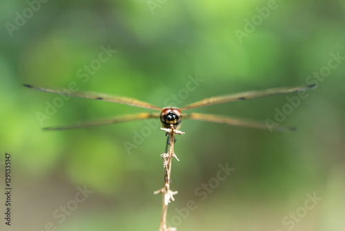 Dragonfly (Possibly Rhyothemis) Frontal Close-Up: Perched on a Twig