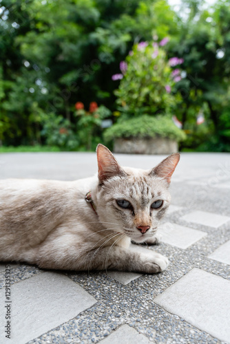 Tranquil Blue-Eyed Cat Relaxing on Stone Tiles in a Lush Green Garden...