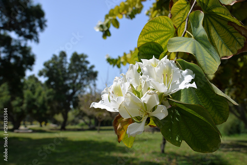 Close-up of Bauhinia forficata flower, Brazilian orchid tree or pata-de-vaca,  tree greatly appreciated in landscaping photo