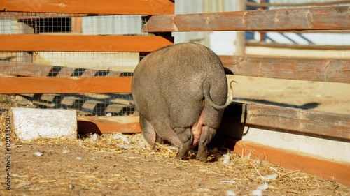 In a sunlit barnyard, a curious pig forages through the dry straw, embodying the essence of rural living