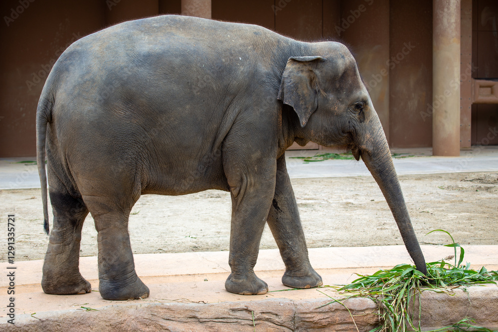 Naklejka premium Asian Elephant (Elephas maximus), native to forests and grasslands of South and Southeast Asia