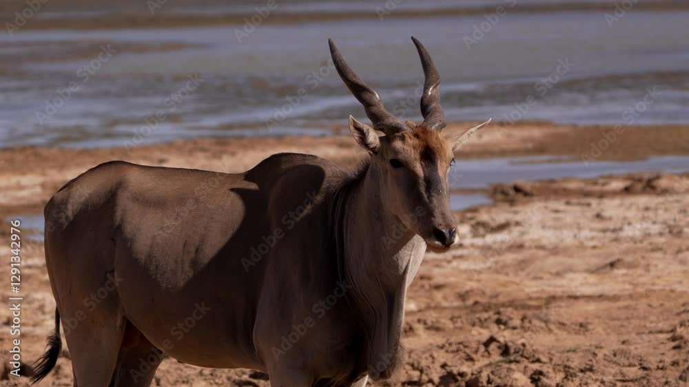 The Taurotragus oryx uses its impressive horns for defense, watching over its territory with quiet vigilance The Taurotragus oryx uses its impressive horns for defense, watching over its territory with quiet vigilance