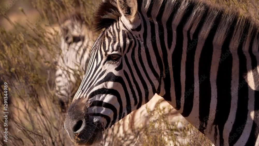 On the endless plains of Africa, zebras roam together in herds, a symbol of unity and strength in the wild On the endless plains of Africa, zebras roam together in herds, a symbol of unity and strength in the wild