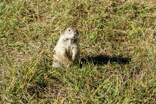 Western Little Ground Squirrel (Spermophilus musicus), or gopher stands upright on its hind legs in a grassy field, its front paws held close to its chest. Kabardino-Balkaria. Chegem photo