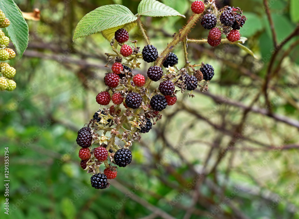 Mysore raspberry, Ceylon raspberry or hill raspberry (Rubus niveus) fruits on garden
