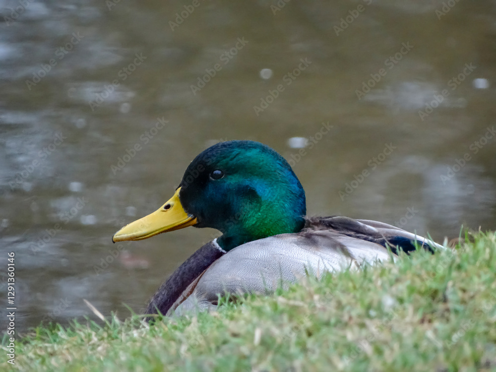 Obraz premium duck on the water