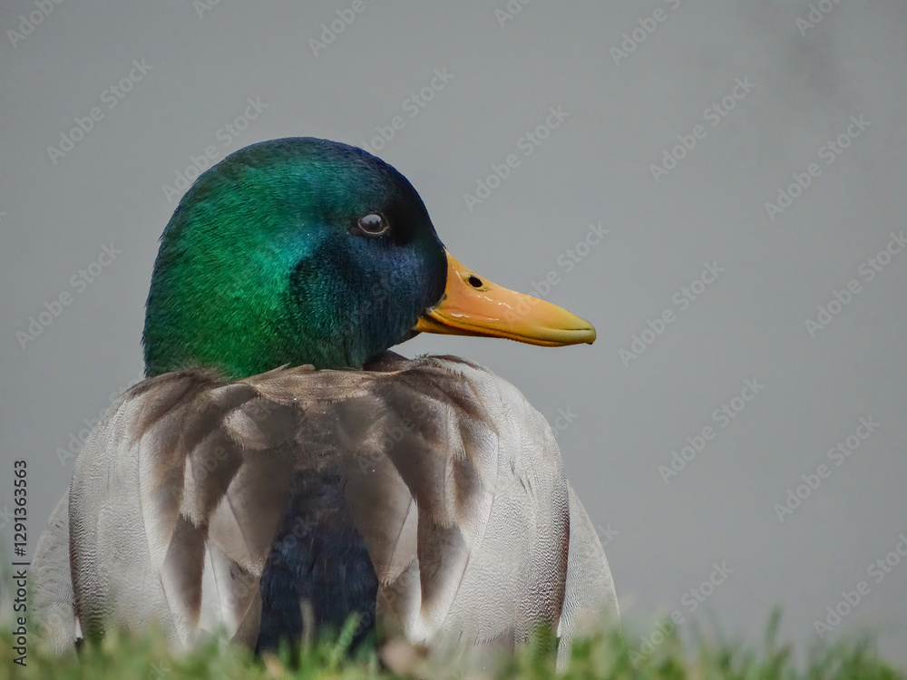 Obraz premium duck in the park