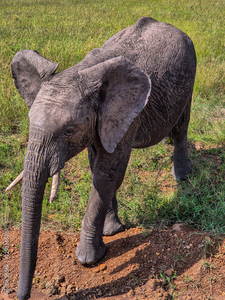 elephant in the safari elephant in the safari