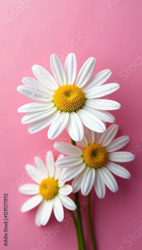 Chamomile flowers with dew drops on a pink background, petals, pink