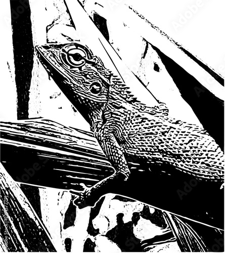 Reptiles 