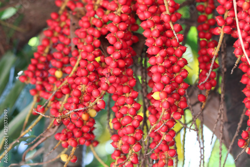 Small betel nut with bright red fruits, beautiful in summer.