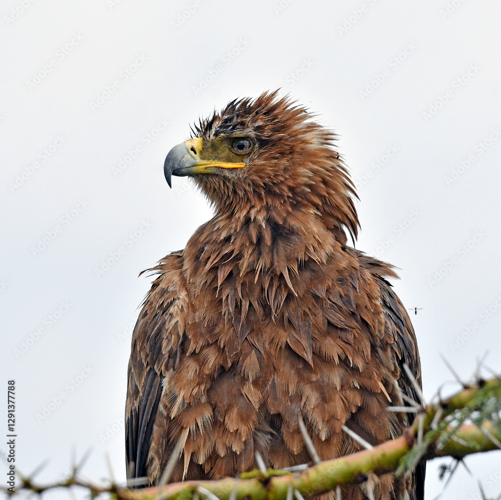 Raubadler (Aquila rapax)
