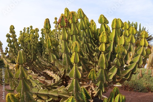 Transvaal candelabra tree plant