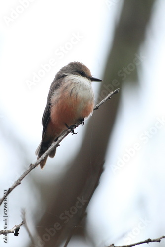 photo of Pyrocephalus obscurus in its natural environment photo