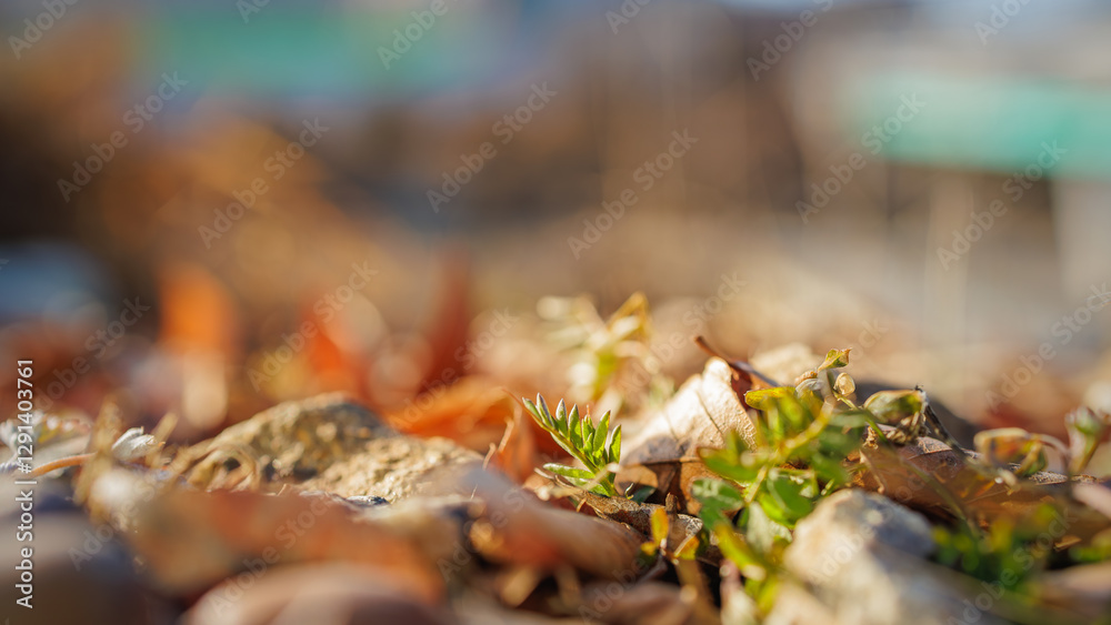 A close-up shot of spring coming as buds sprout on a dry meadow. A close-up shot of spring coming as buds sprout on a dry meadow.