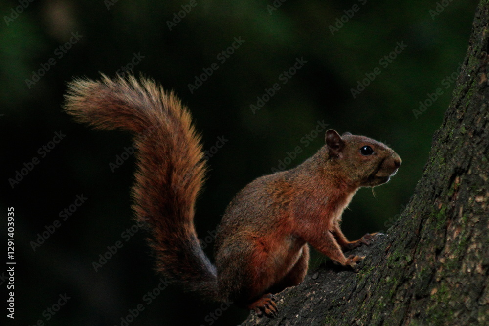 Photo of a tropical squirrel in its natural environment Photo of a tropical squirrel in its natural environment