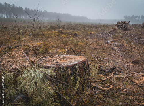 forest clearing, peat bog, view of cut down trees in a coniferous and deciduous forest in the morning on a foggy spring day, safe earth ecology, fauna, flora, greenery, forest industry photo