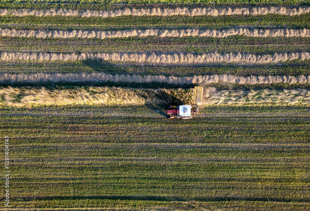 A tractor during summer field work in a field in the Masovian Voivodeship in Poland.