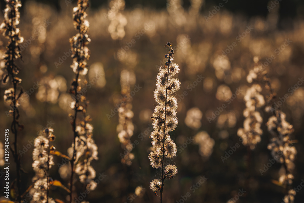 Plants on a meadow in Gmina Lochow, Mazowsze region of Poland