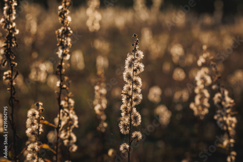 Obraz na płótnie Plants on a meadow in Gmina Lochow, Mazowsze region of Poland w salonie