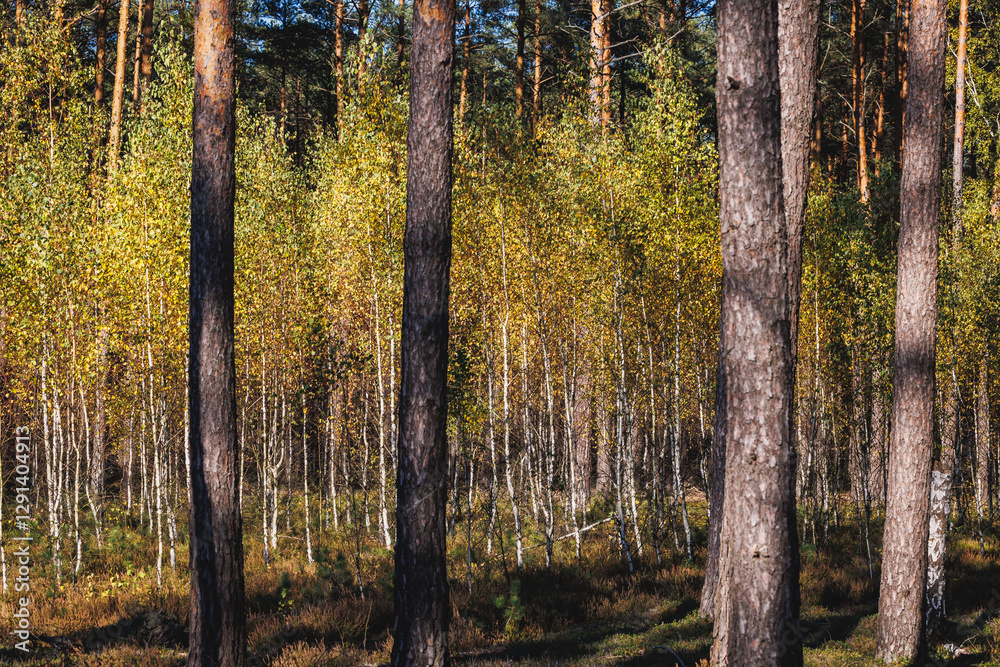Birch trees in forest in area of Lochow town, Masovia region of Poland