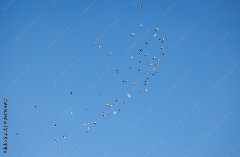 Flock of pigeons against blue sky in Poland