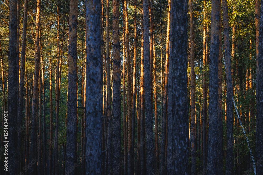Pine tree forest in area of Lochow town, Masovia region of Poland