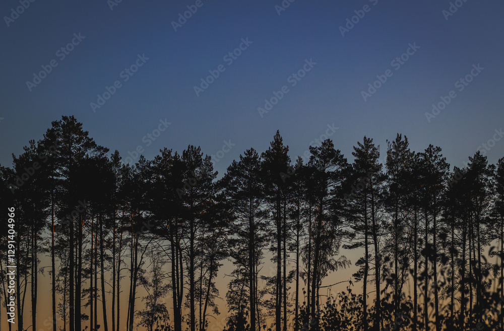 Sunset in forest in area of Lochow town, Masovia region of Poland