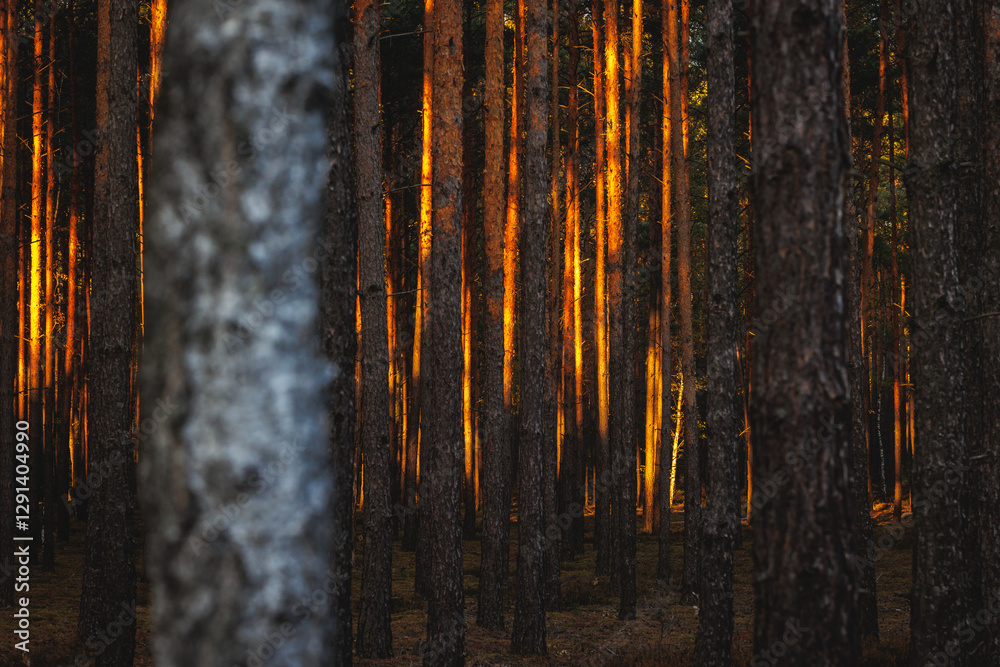 Sunset in forest in area of Lochow town, Masovia region of Poland