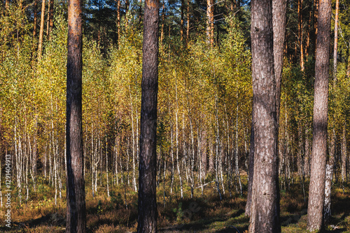 Obraz na płótnie Birch trees in forest in area of Lochow town, Masovia region of Poland w salonie
