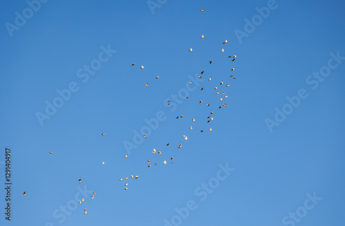 Flock of pigeons against blue sky in Poland