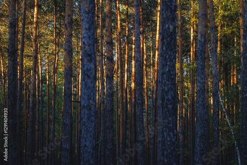 Obraz na płótnie Pine tree forest in area of Lochow town, Masovia region of Poland w salonie