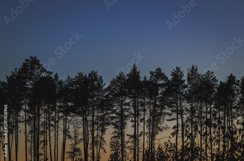 Sunset in forest in area of Lochow town, Masovia region of Poland photo