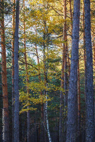 Birch tree in pine tree forest in area of Lochow town, Masovia region of Poland photo