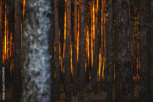Obraz na płótnie Sunset in forest in area of Lochow town, Masovia region of Poland w salonie