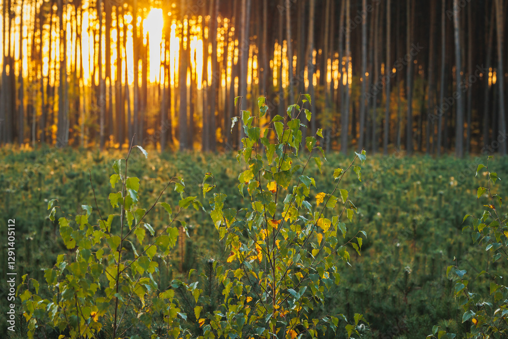 Growing birches in forest in area of Lochow town, Masovia region of Poland