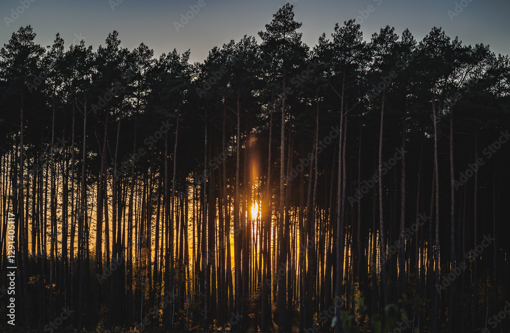 Sunset in forest in area of Lochow town, Masovia region of Poland