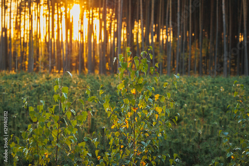 Obraz na płótnie Growing birches in forest in area of Lochow town, Masovia region of Poland w salonie