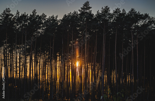 Obraz na płótnie Sunset in forest in area of Lochow town, Masovia region of Poland w salonie