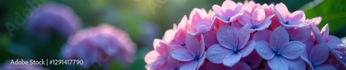 Soft pink purple petals of hydrangea bloom in morning dew, blue undertones, serene garden, morning dew