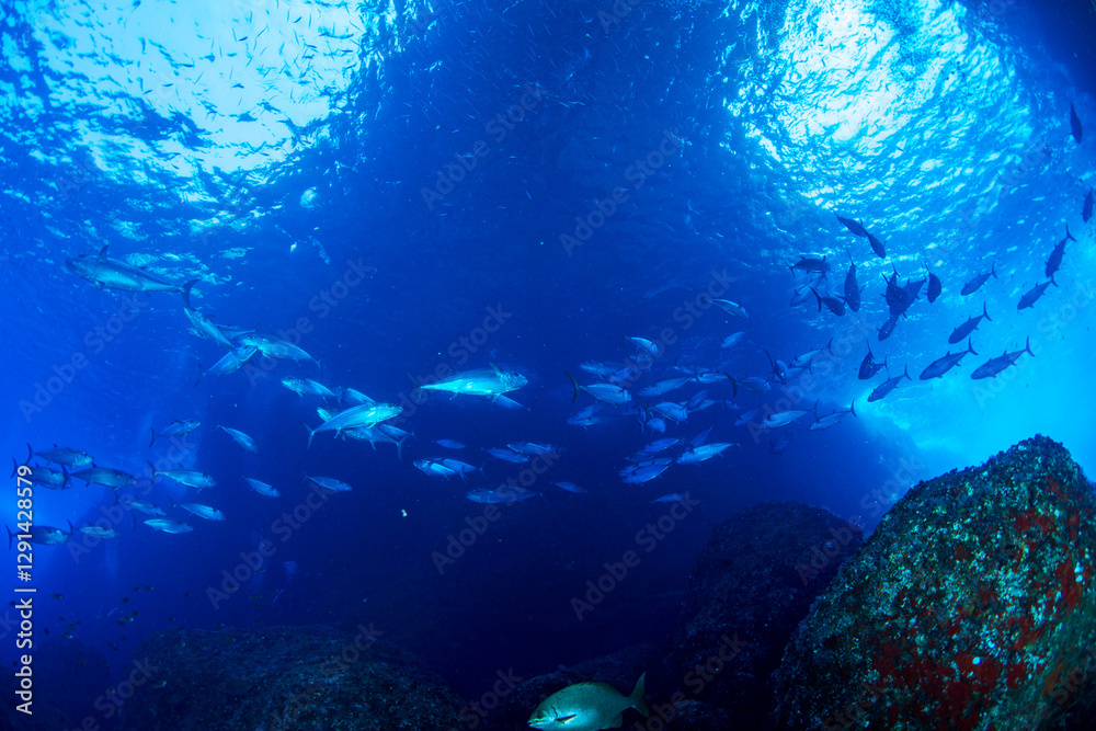 Fototapeta premium マグロ穴のイソマグロ 小笠原 東京都